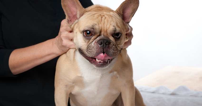 massages soigner chien