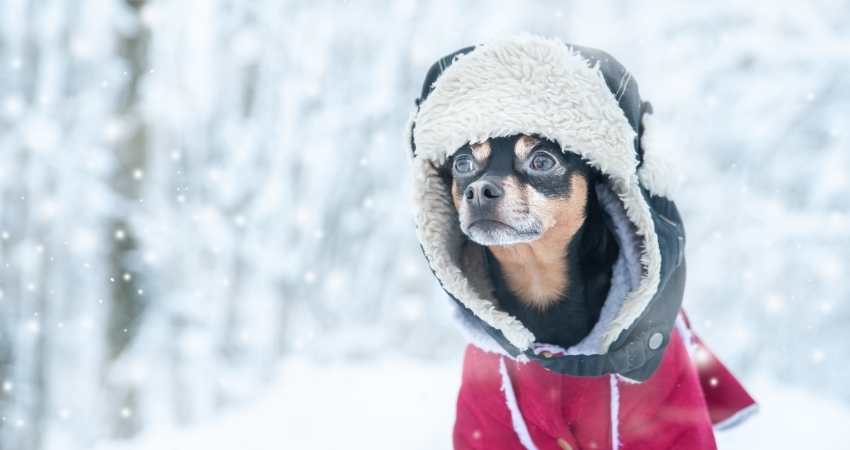 mettre manteau a son chien en hiver