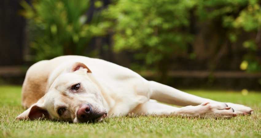 pathologies chien soigner acupression