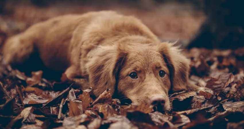 phytotherapie maladie parodontale chien