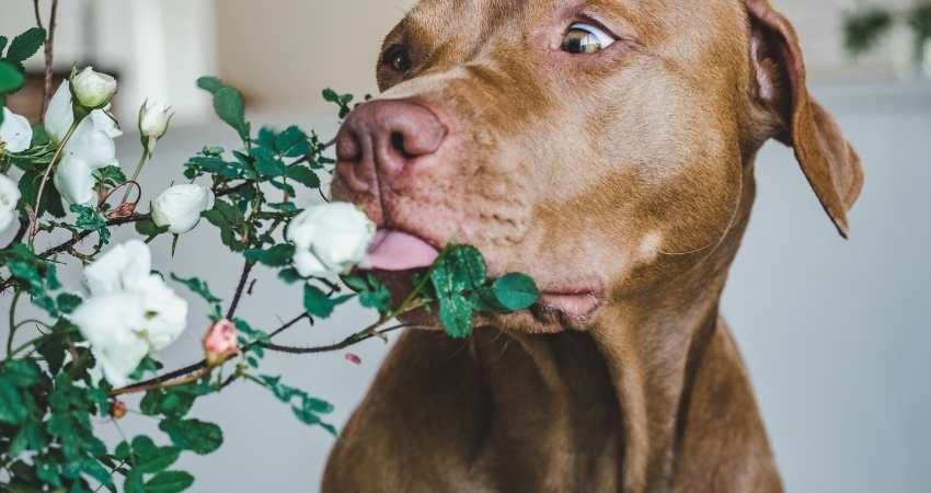 plantes toxiques chien