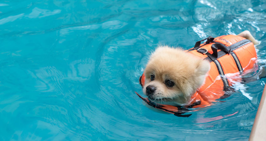 risques de baignade chez chien