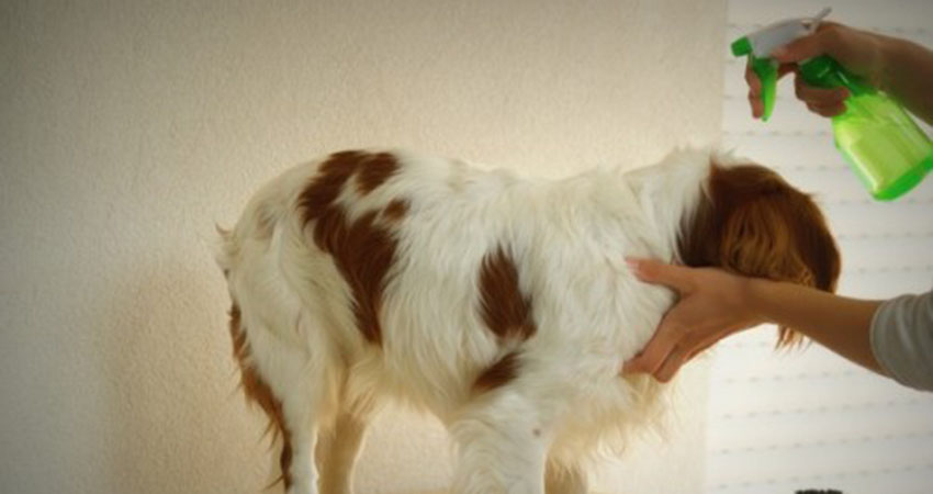 traitements antipuces naturels chien