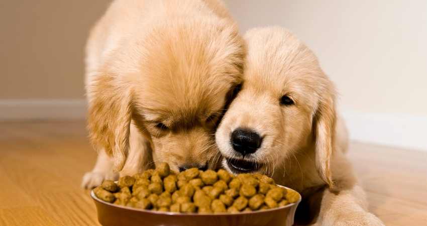 transition alimentaire chez chien