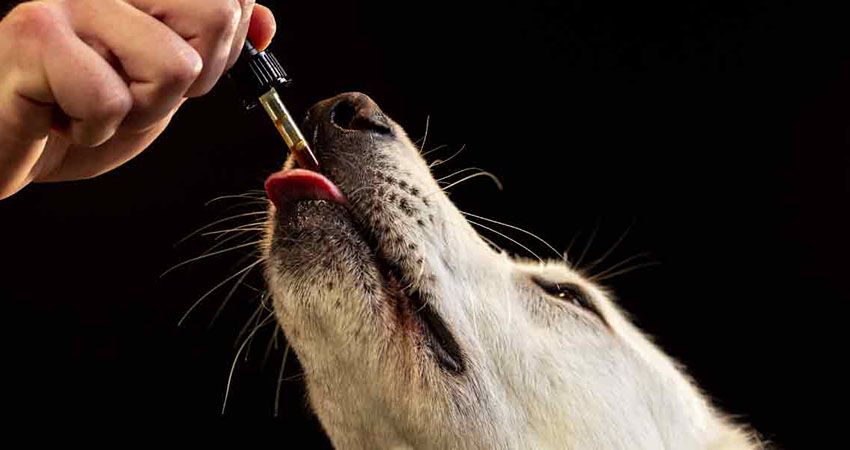 utiliser huiles essentielles chien
