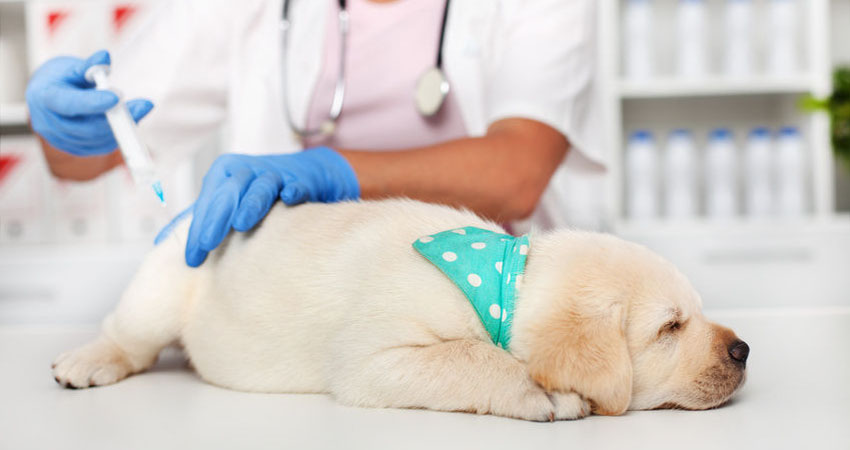 vaccination chiot