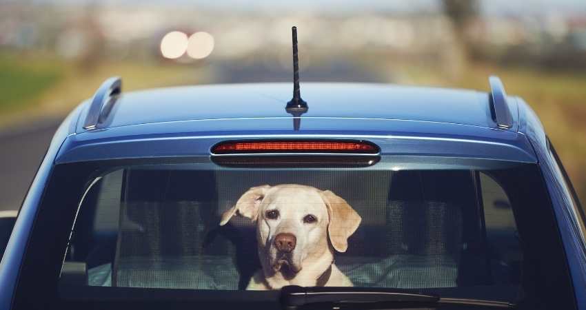 voyager en voiture avec son chien