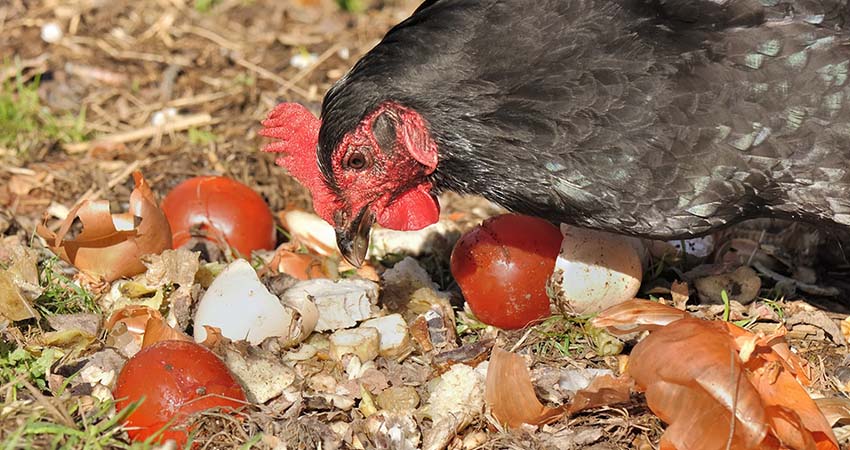 aliments toxiques pour poules