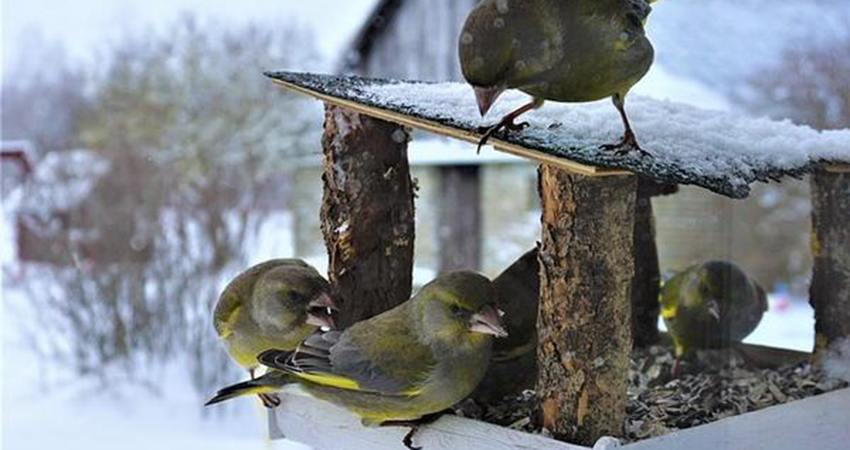 jardin en refuge pour oiseaux