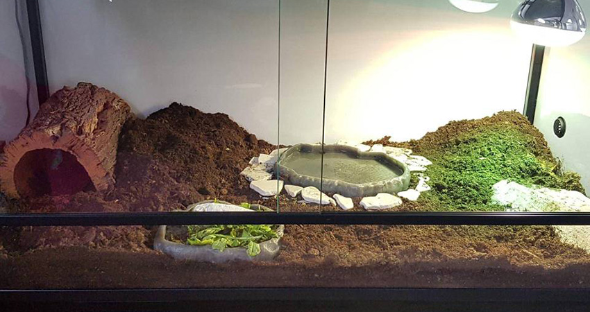 choisir enclos terrarium tortue
