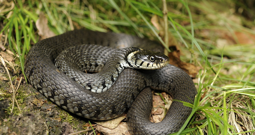 maladies courantes serpent