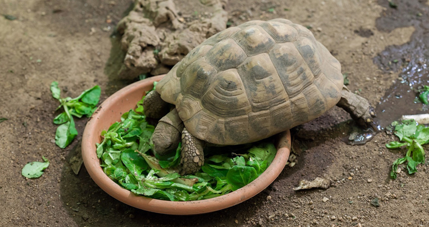 nourrir tortue