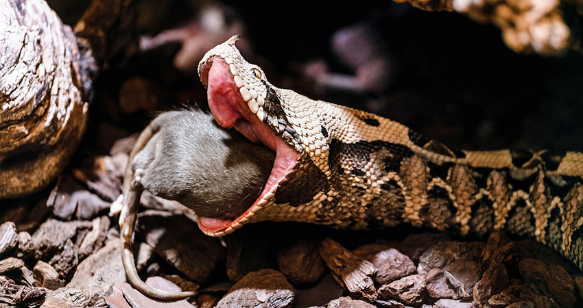 perte appetit serpent