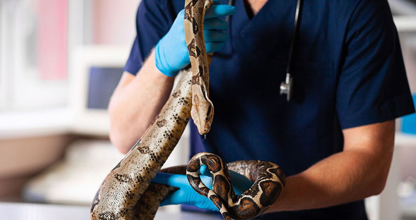 visite veterinaire serpent
