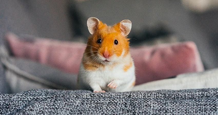 adopter hamster