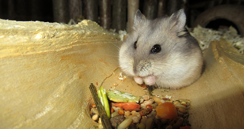 aliments dangereux hamster