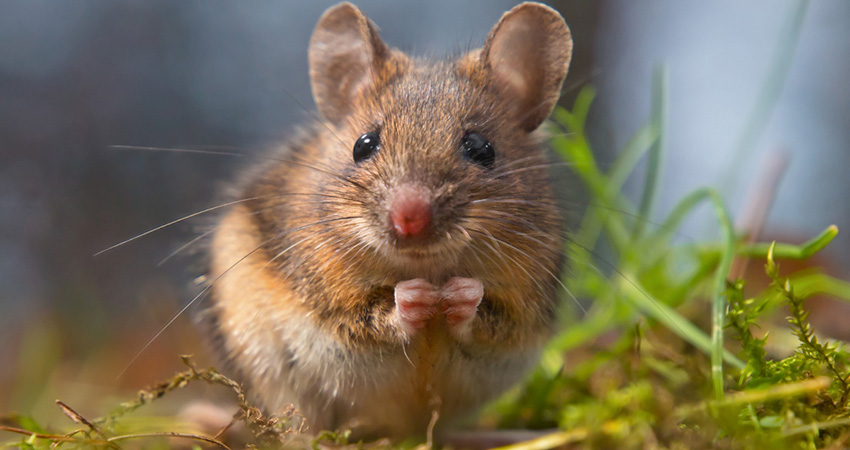 aliments dangereux souris