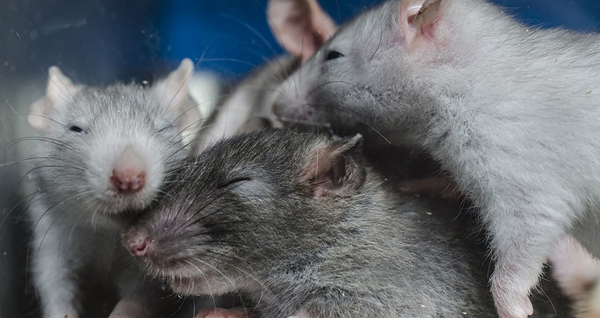 reproduction rat